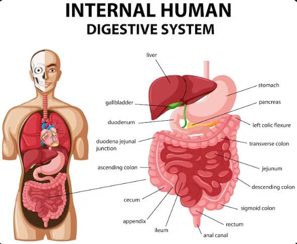 Best Endoscopic Ultrasound in Andheri